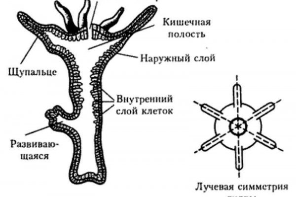 Модератор на кракене